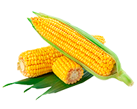 Maíz